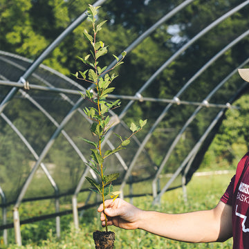 Image of Prairie Crabapple seedling.